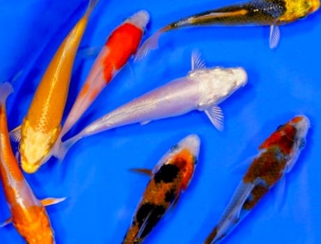 koi-6 | Dietter's Water Gardens