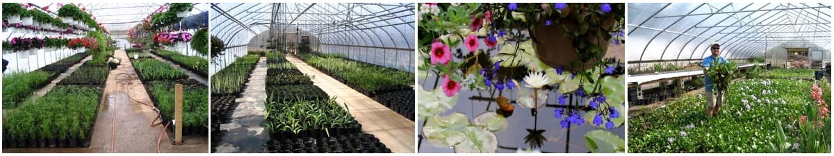 Greenhouses Full of Aquatic Plants
