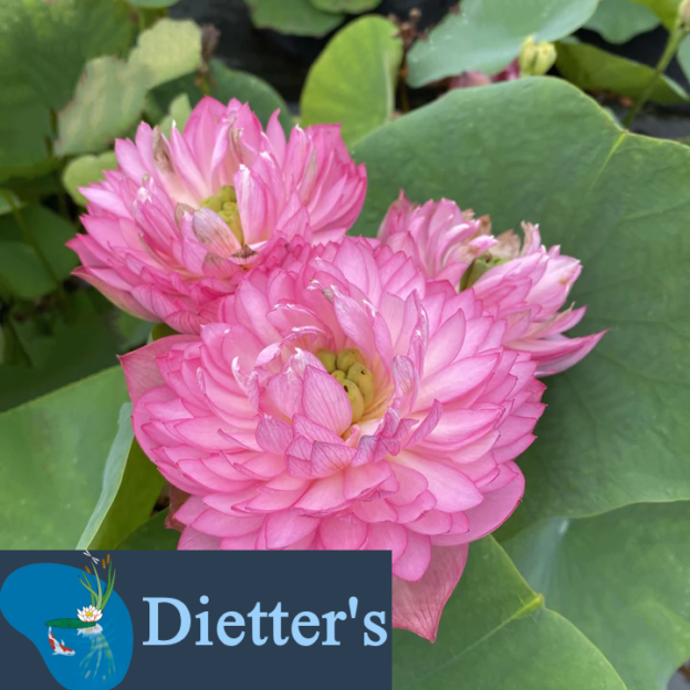 Water Lotus Glowing Queen Dietter's Water Gardens